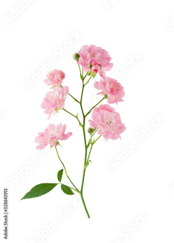 Rose branch with pink flowers isolated on white background with clipping path