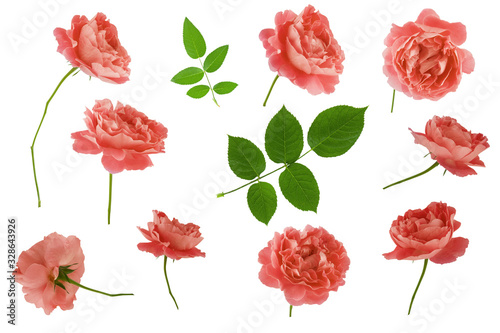 Set of rose flower head and green leaves isolated on white background with clipping path. Living coral corol.