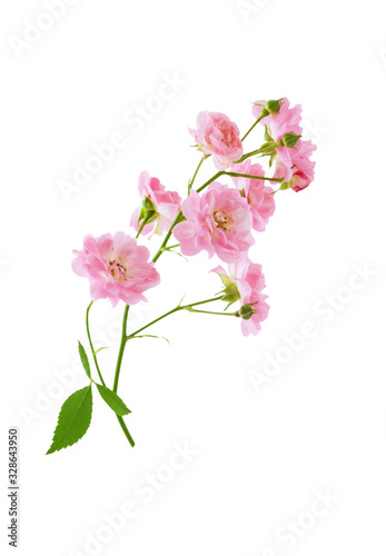 Small pink rose flowers on branch isolated on white background with clipping path © OlgaKot20