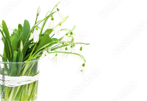 Bouquet of snowdrop flowers in glass vase  isolated on white
