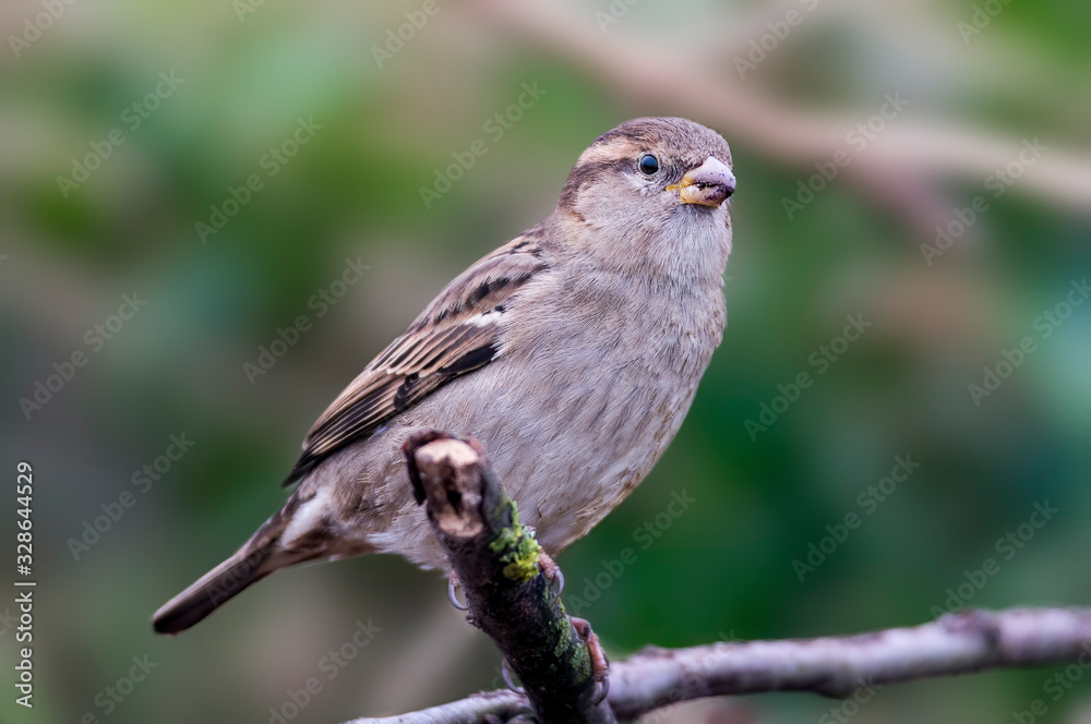 Fototapeta premium sparrow in the beautiful green forest
