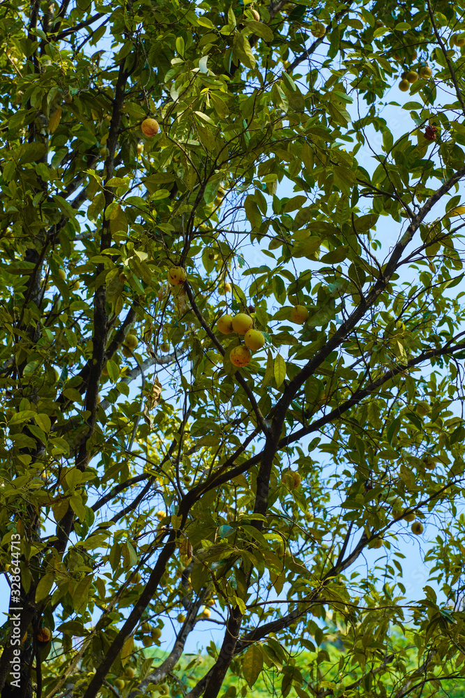 Fresh jackfruit on tree in india
