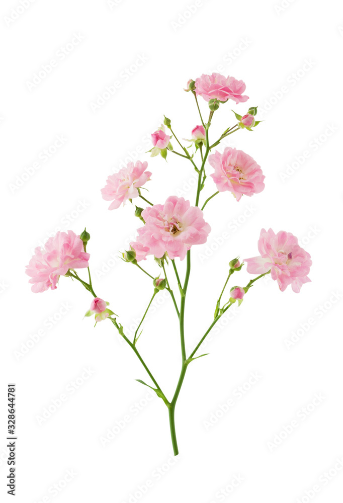 Pink polyanthus rose flowers on stem isolated on white background with clipping path