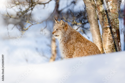 Wild cat sitting on snow by bare trees at park