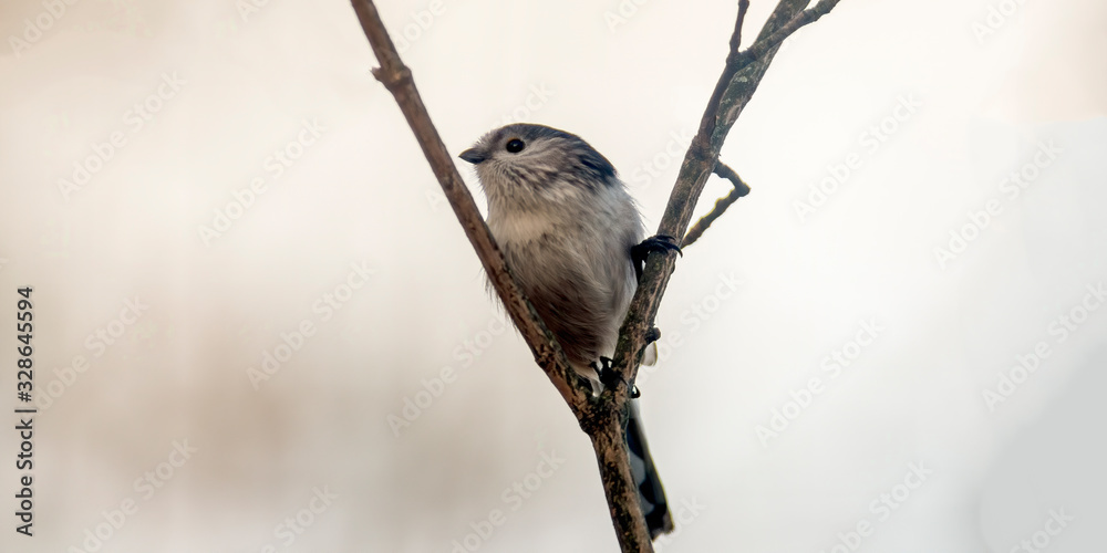 Naklejka premium long tailed bushtit in the beautiful green forest