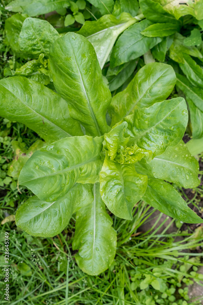 Large group of fresh green leaves of lettuce in an organic garden, with small water drops in a rainy summer day, beautiful outdoor monochrome background photographed with soft focus Large group of fresh green leaves of lettuce in an organic garden, with small water drops in a rainy summer day, beautiful outdoor monochrome background photographed with soft focus
