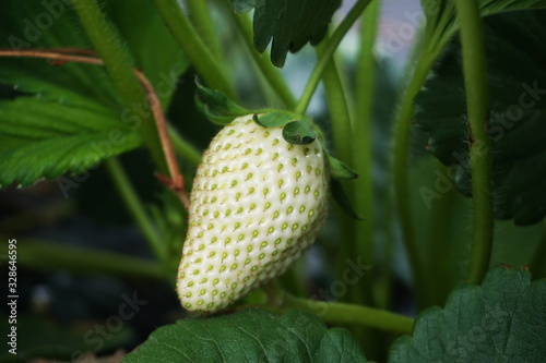 Strawberry Plant Growth In The Garden