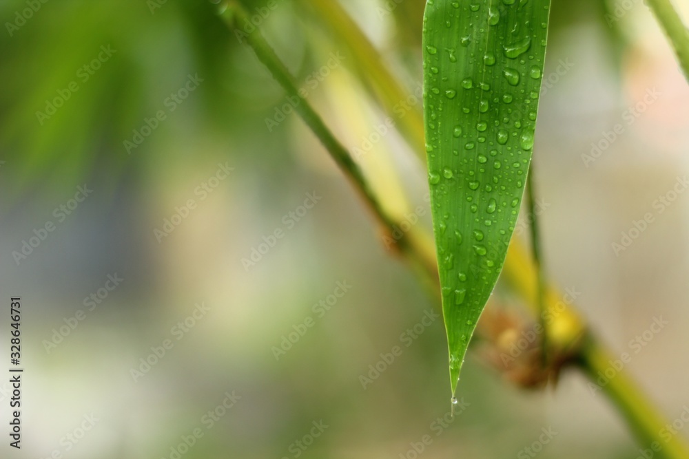 drops on leaf drops on leaf