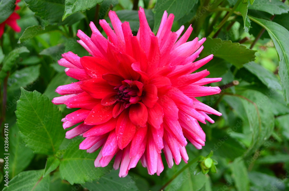 Close up of one beautiful large dark red dahlia flower in full bloom on blurred green background, photographed with soft focus in a garden in a sunny summer day Close up of one beautiful large dark red dahlia flower in full bloom on blurred green background, photographed with soft focus in a garden in a sunny summer day