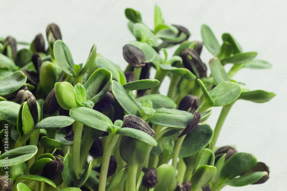 Obraz premium Homegrown sunflower micro green sprouts close up. Concept of health and growing. Modern gastronomy