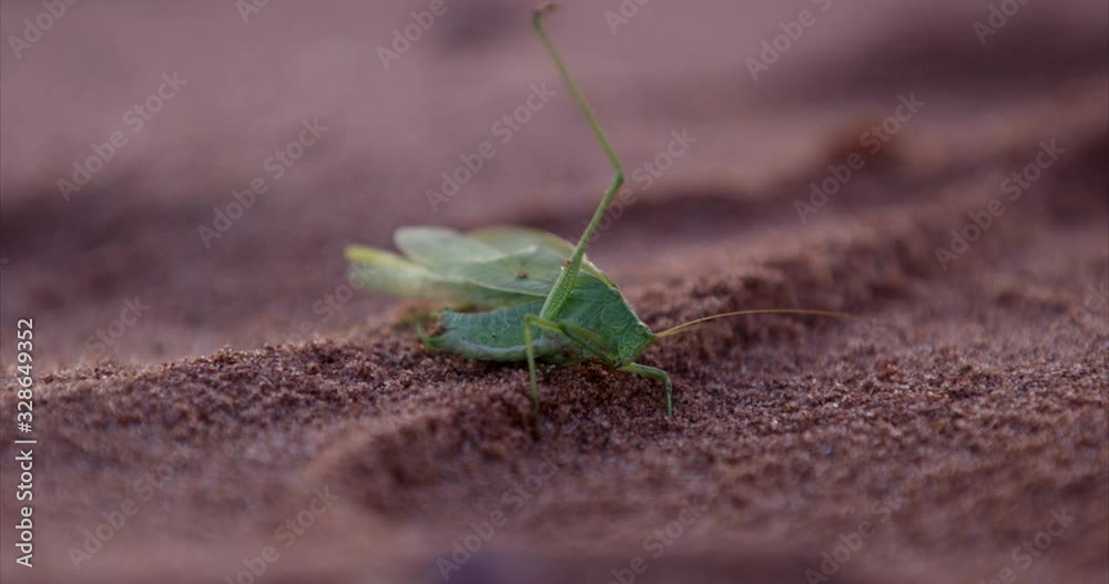 Green grasshopper with winds laying on sandy beach eating - close up Green grasshopper with winds laying on sandy beach eating - close up