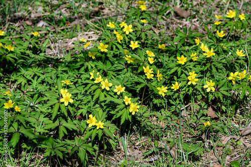 Close up of delicate yellow flowers of Ranunculus repens plant commonly known as  the creeping buttercup  creeping crowfoot or sitfast  in a garden in a sunny spring day  floral outdoor background