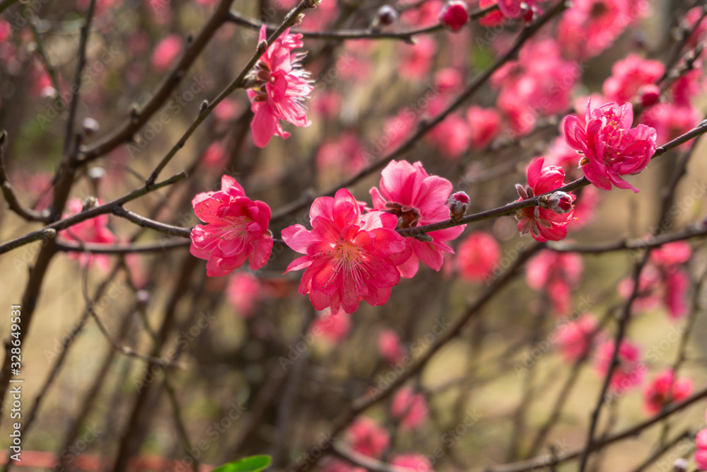 Peach flowers in the garden in blossoming time Peach flowers in the garden in blossoming time