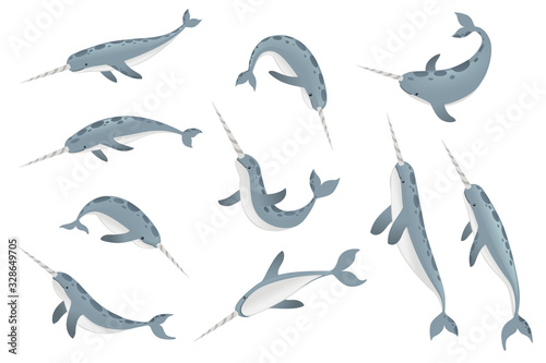 Set of gray narwhal Monodon monoceros  toothed whale with tusk cartoon sea character design flat vector illustration isolated on white background