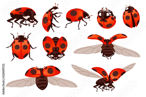Set of ladybug with open shell and wings flying beetle cartoon bug design flat vector illustration isolated on white background