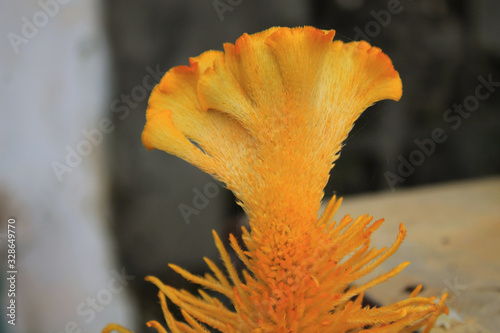 Chicken comb plants that grow in the garden photo