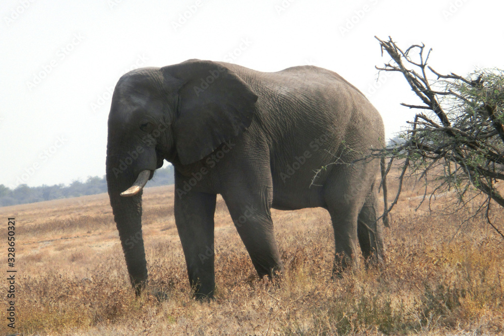 Obraz premium Loxodonta africana