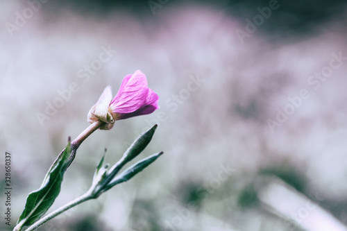 Macro of a small purple wildflower in nature with detail