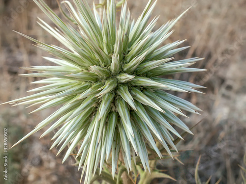 Echinops Ritro 