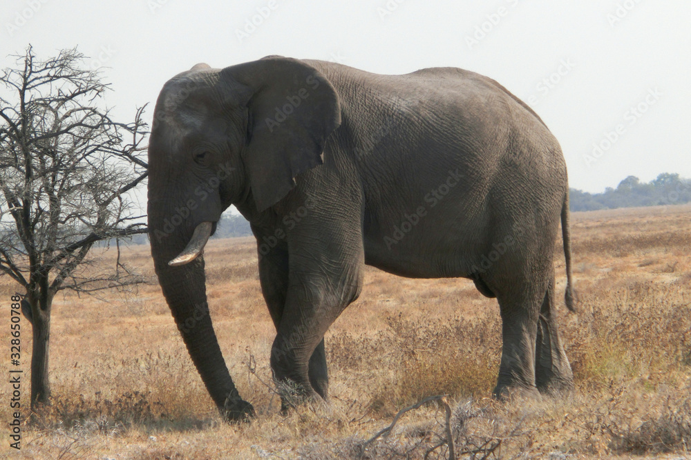 Obraz premium Loxodonta africana