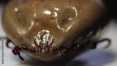  Big Tick after feeding 
