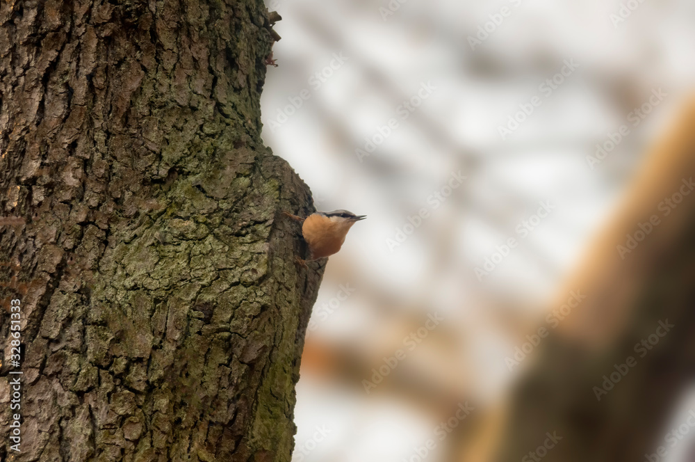 Obraz premium Eurasian nuthatch in the beautiful green forest