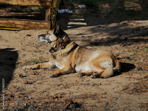 Perro tomando el sol.