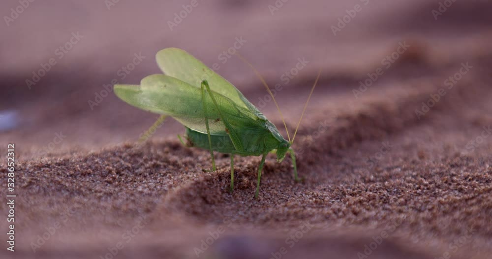 Green Grasshopper with wings on beach - close up Green Grasshopper with wings on beach - close up