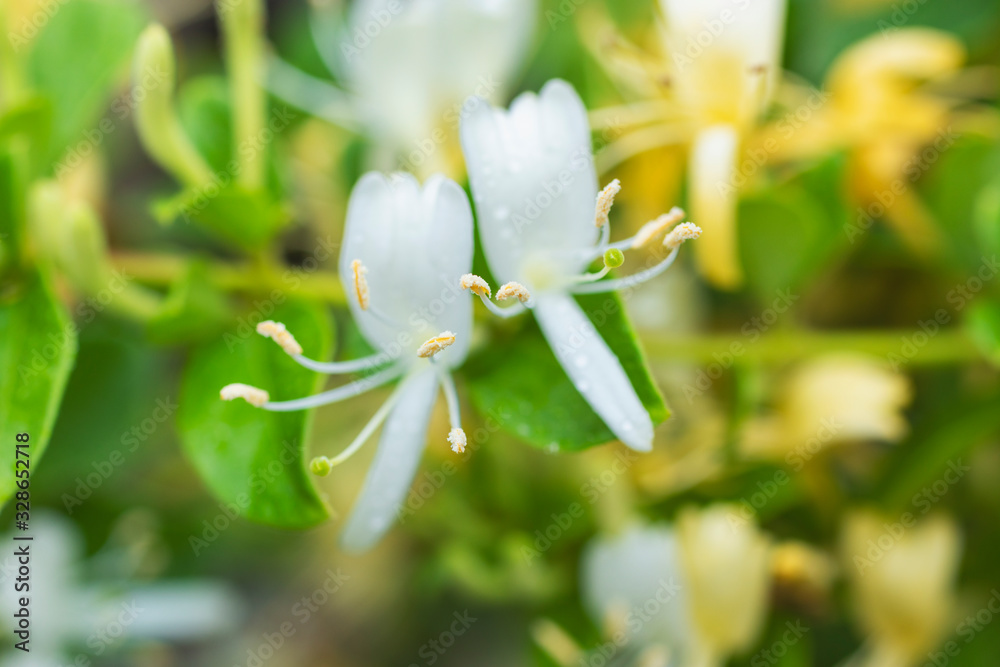 Fototapeta premium スイカズラの花
