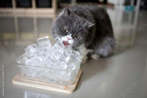 Gray persian cat is licking ice to cool off.