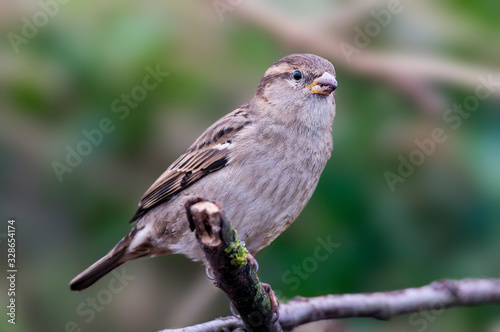 sparrow in the beautiful green forest
