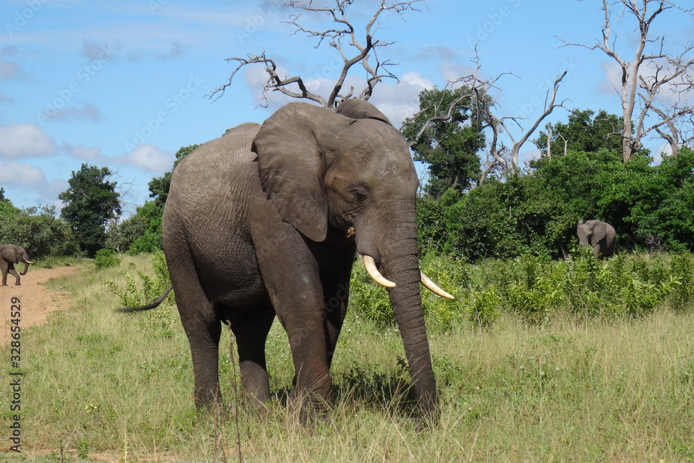 Obraz premium Loxodonta africana