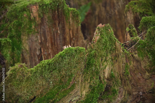Old broken tree stump with green moss