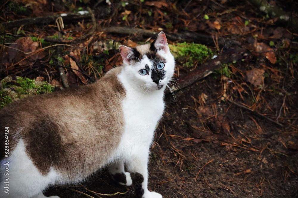 Cute white and brown cat looking back Cute white and brown cat looking back