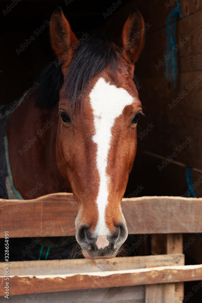 Brown and white horse head peaking out from the barn door Brown and white horse head peaking out from the barn door