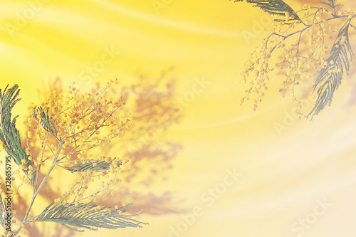 Mimosa flowers on a yellow background, hard shadow. Spring flowers, easter background. Layout for design, top view.