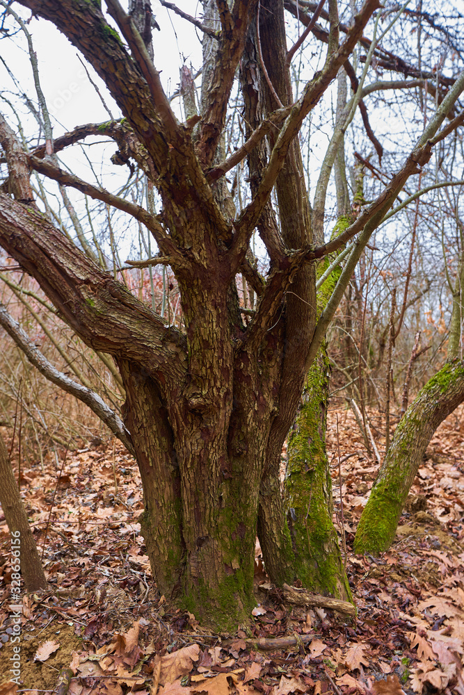 Contorted trees in the forest