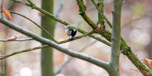 Great tit in the beautiful green forest © Mario Plechaty
