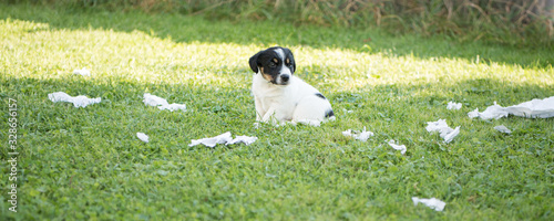 Фотография Small cute baby Jack Russell Terrier puppy 5 weeks old