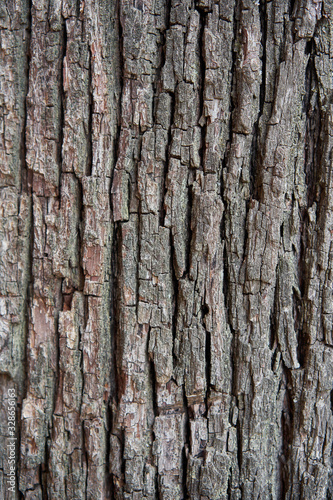 Fototapeta Naklejka Na Ścianę i Meble -  Closeup of tree bark