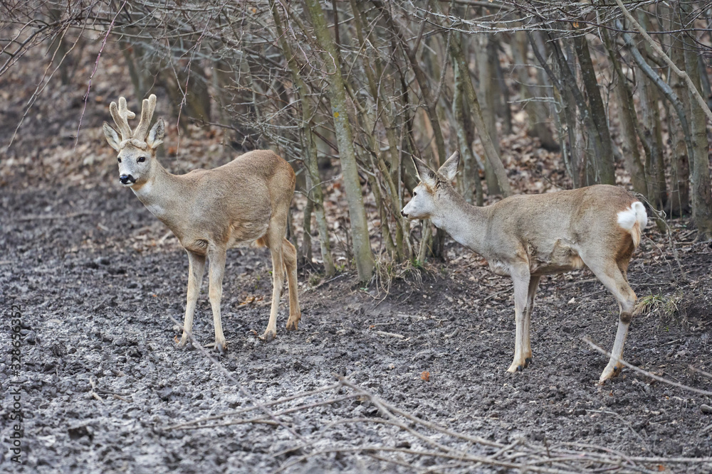 Roe deer and buck