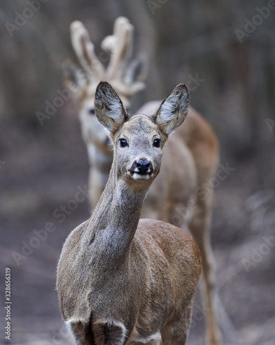 Fototapeta Naklejka Na Ścianę i Meble -  Roe deer and buck