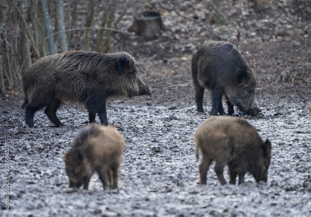 Wild hogs rooting in the mud Wild hogs rooting in the mud