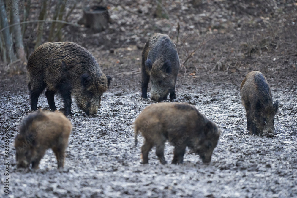 Wild hogs rooting in the mud Wild hogs rooting in the mud