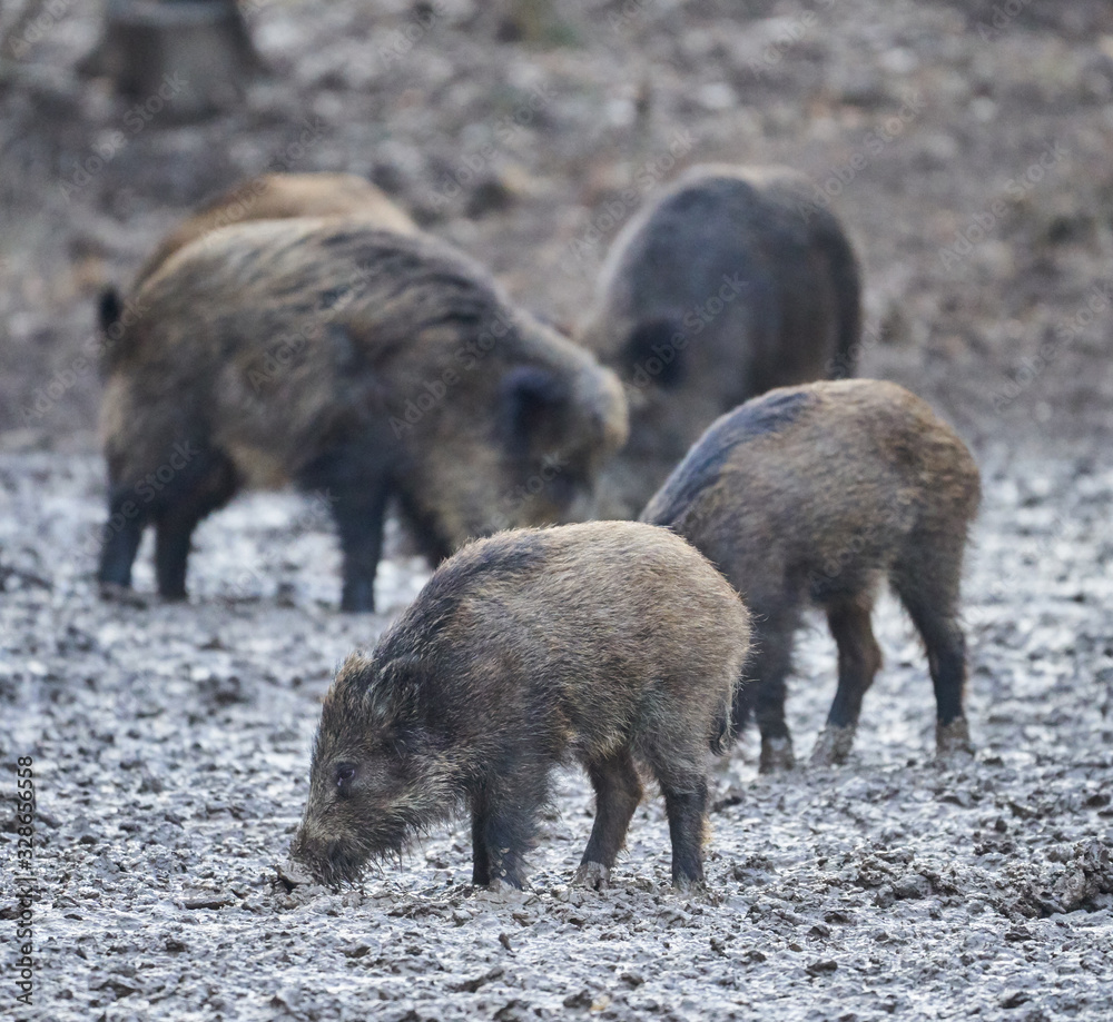 Wild hogs rooting in the mud Wild hogs rooting in the mud