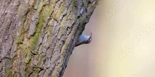 eurasian tree creeper in the beautiful green forest