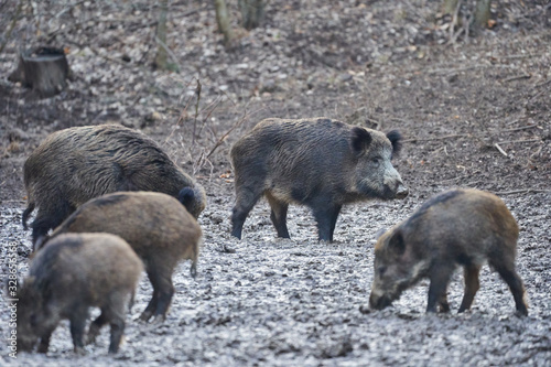 Wild hogs rooting in the mud © Xalanx