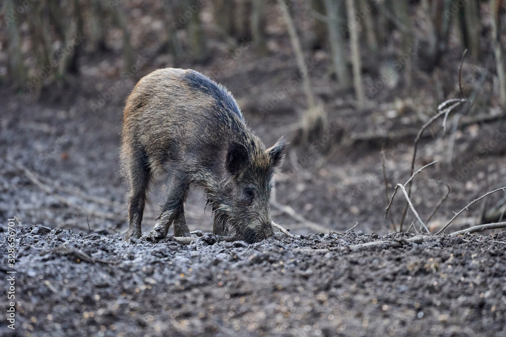 Wild hogs rooting in the mud Wild hogs rooting in the mud