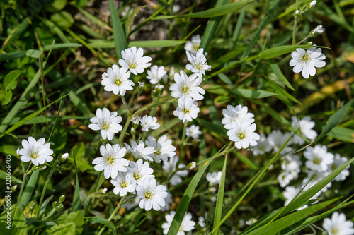 Side view of large group of white flowers of evergreen perennial Cerastium tomentosum plant in a sunny spring garden  beautiful outdoor floral background