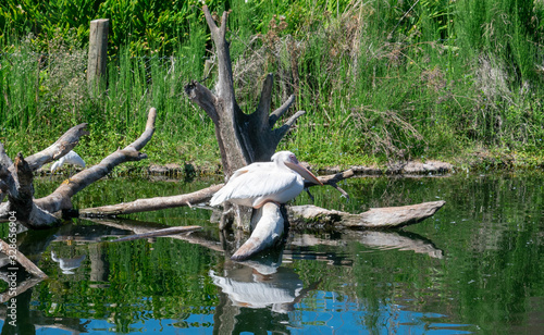 Pelican On Tree